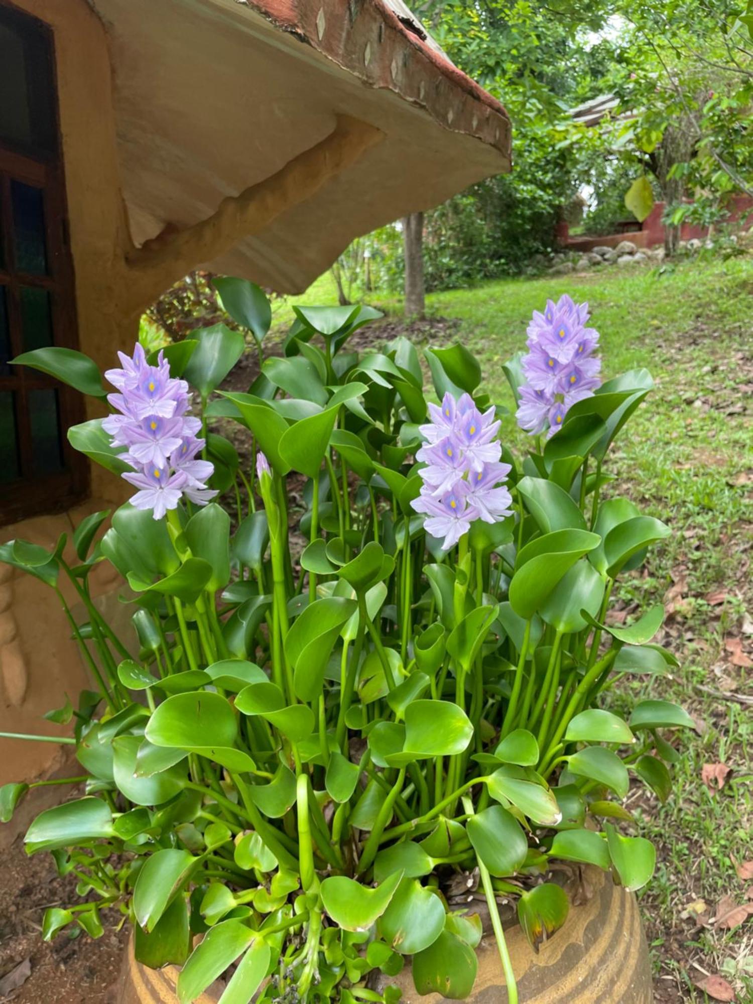 Chiang Dao Roundhouses Eksteriør billede